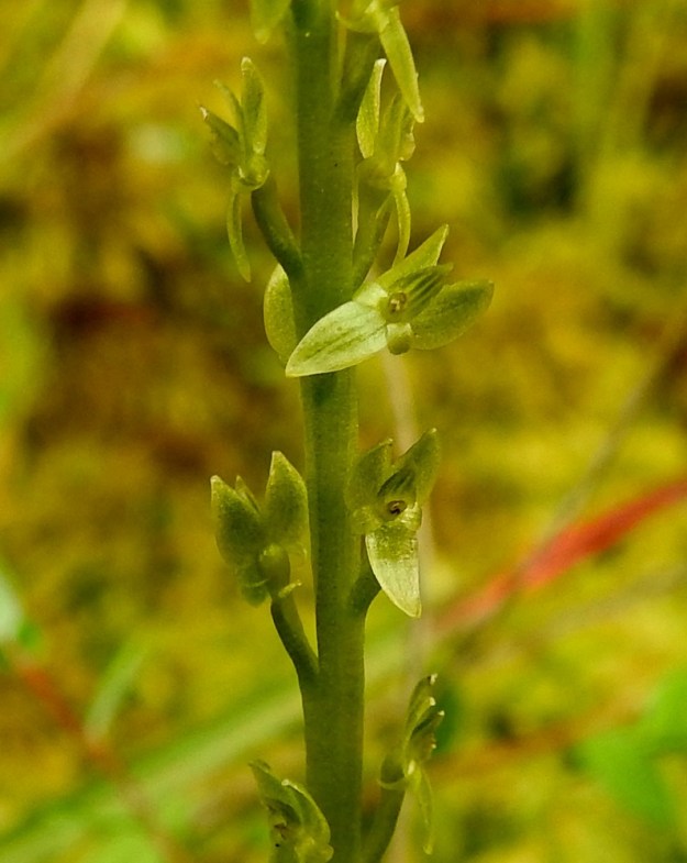 Hammarbya paludosa - suovalkun kukkaperä on lähes pysty ja tavallisesti noin 2,5-3 mm pitkä. Sikiäin on soikeahko ja noin 1,5 mm pitkä. Kukan tukilehti on kolmiomainen ja noin perän pituinen. Se on yleensä niin perässä kiinni, että sitä on vaikea erottaa. Kukan huuli on vuorotelleen vihreä- ja kellanvihreäraitainen. Siitintukussa kaksilokeroinen hede on huulesta päin katsoen vastapuolella ja kaksi luottipintaa ovat huulen puolella. EH, Kangasala, Sahalahti, Isolahti, Mutajärvi-lammen rantaneva upottavan rimmen laidoilla, lähellä vesirajaa, 9.7.2021. Copyright Hannu Kämäräinen.