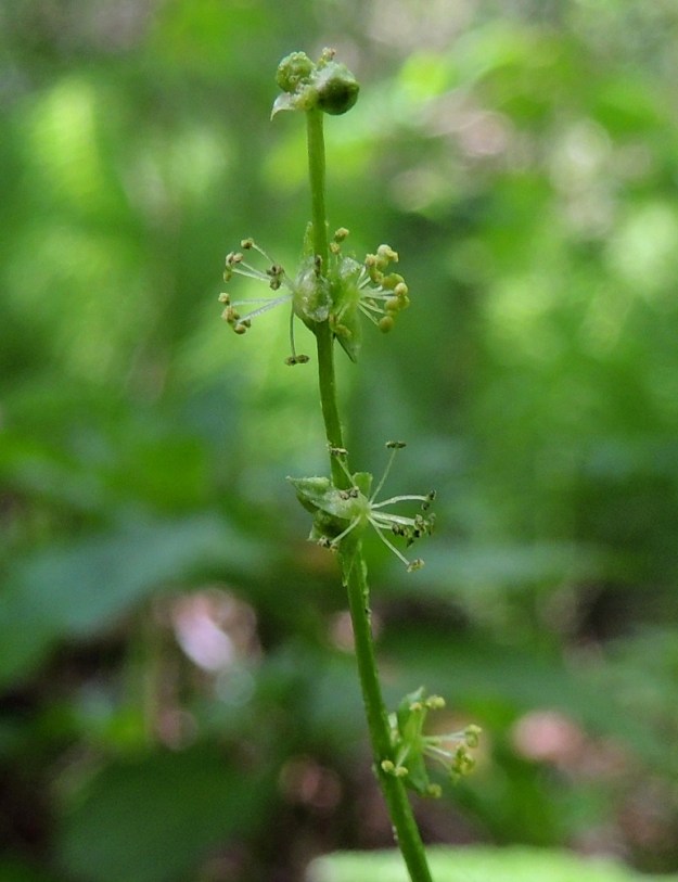 Mercurialis perennis - lehtosinijuuren hedekukat ovat hyvin vaatimattomat ja perättömät. Heteitä on noin 8-15 ja ne ovat noin 2 mm pitkät. Palhot ovat valkoiset ja ponnet kellanvihreät. U, Järvenpää, Keravanjoen itäpuoli, Lemmenlaakso, joen ranta ja lehtoinen rantametsä, 21.5.2016. Copyright Hannu Kämäräinen.