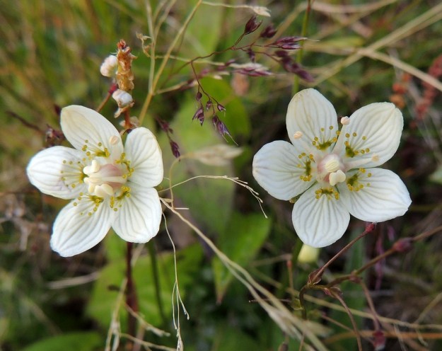 Parnassia palustris - suovilukon kukan terälehtiä on viisi. Ne ovat valkoiset, selväsuoniset ja soikeat. Pituutta niillä on noin 7-14 mm ja leveyttä leveimmältä kohtaa noin 5-8 mm. Terälehtien tyvellä on viisi joutohedettä. Kasvi varmistaa pitkän pölytysajan aktivoimalla vain yhden viidestä heteestään kerrallaan. Heteet kaartuvat aluksi tiiviisti emiön ympärille. Vasemmanpuoleisessa kukassa kolme hedettä odottavat vuoroaan, yksi on aktiivi ja yksi on tehtävänsä jo hoitanut. Oikeanpuoleisessa kukassa yksi odottaa vuoroaan, yhden ponsi on tyhjenemässä ja kolme ovat tyhjentynein ponsin ojentuneet sivulle. EnL, Enontekiö, Kilpisjärvi, Saanan lounainen alarinne Käsivarrentien laidassa, lettosuon reunan valuvetinen kivikkorinne, 485 m mpy, 16.7.2013. Copyright Hannu Kämäräinen.