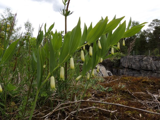 Polygonatum odoratum - kalliokielo on tavallisesti noin 20-40 cm pitkä. Lehdet ovat verson kärkipuoliskossa ja niitä on tavallisesti 6-12. Ne ovat sijoittuneet kierteisesti niin, että suuntautuvat varrella yksipuolisesti yläviistoon. Kukat ovat yksittäin tai pareittain lehtihangoissa. Kuvan versoissa lehtihangoissa on vain yksi kukka. Tällaiset kasvit edustavat ikään kuin kalliokielon perustyyppiä. Vaihtelua kuitenkin ilmenee, kuten samalta kasvupaikalta oleva seuraava kuva osoittaa. U, Sipoo, Kalkkiranta, Kalkkirannantien laitakallio aidatun louhosalueen vieressä, 21.5.2016. Copyright Hannu Kämäräinen.