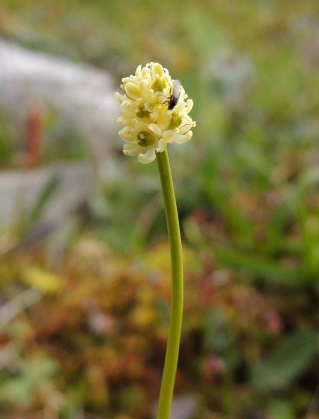 Tofieldia pusilla - pohjankarhunruohon kukassa on kuusi kehälehteä kahdessa kolmilehtisessä kiehkurassa. Ne ovat soikeat, yleensä noin 2-3 mm pitkät ja enintään noin 1 mm leveät. Kukkien pölytykseen osallistuvat ainakin kärpäset. EnL, Enontekiö, Kilpisjärvi, Saana, luoteisrinteen tunturikangas lähellä lounaista pahtaseinämää, 735 m mpy, 17.7.2013. Copyright Hannu Kämäräinen.
