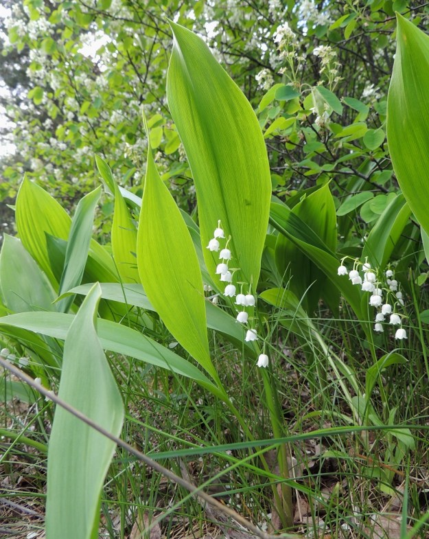 Convallaria majalis - (kello)kielo on lehtineen tavallisesti noin 20-35 cm korkea. Verso on useimmiten kaksilehtinen. Joskus lehtiä voi olla yksi tai kolme. Aika usein verson vierestä nousee kuvan tavoin yksi tai useampi kukattomaksi ja yleensä pienemmäksi jäävä lehtipari. Lehtien ruodit ovat tavallisesti noin 8-13 cm pitkät ja ne ovat lähes koko mitaltaan yhtyneet tuppimaisesti sisäkkäin. EH, Hämeenlinna, Ahvenisto, harjualueen laita Ahvenistontien pohjoispuolella, 24.5.2013. Copyright Hannu Kämäräinen.