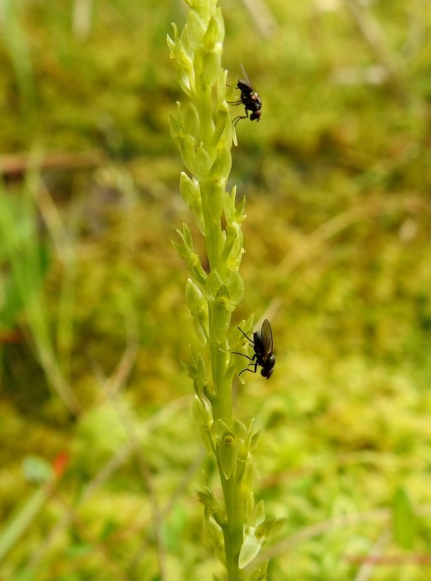 Hammarbya paludosa - suovalkun kukka erittää mettä. Pölyttäjinä ovat yleensä hyttyset ja pienet kärpäset. Kaksipuolisen siitintukun ideana lienee, että samaan aikaan, kun hyönteinen lipoo imukärsällään mettä huulen tyveltä, siitepölymyhkyt takertuvat kärsän tyveen. Kuvan kärpäset tosin näyttävät ymmärtäneen systeemin aivan nurinkurisesti. EH, Kangasala, Sahalahti, Isolahti, Mutajärvi-lammen rantaneva upottavan rimmen laidoilla, lähellä vesirajaa, 9.7.2021. Copyright Hannu Kämäräinen.