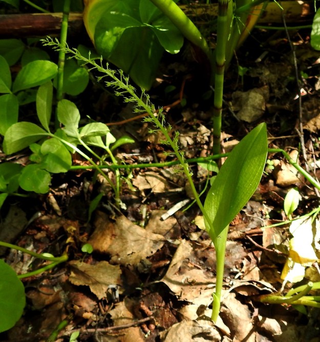 Malaxis monophyllos - sääskenvalkulla on useimmiten yksi lavallinen varsilehti, joskin toisinaan niitä voi olla kaksikin lähekkäin. Lehtilapa lähtee kämmekän koko pituuteen nähden noin alaneljänneksen kohdalta. U, Vantaa, 27.6.2021. Copyright Hannu Kämäräinen.