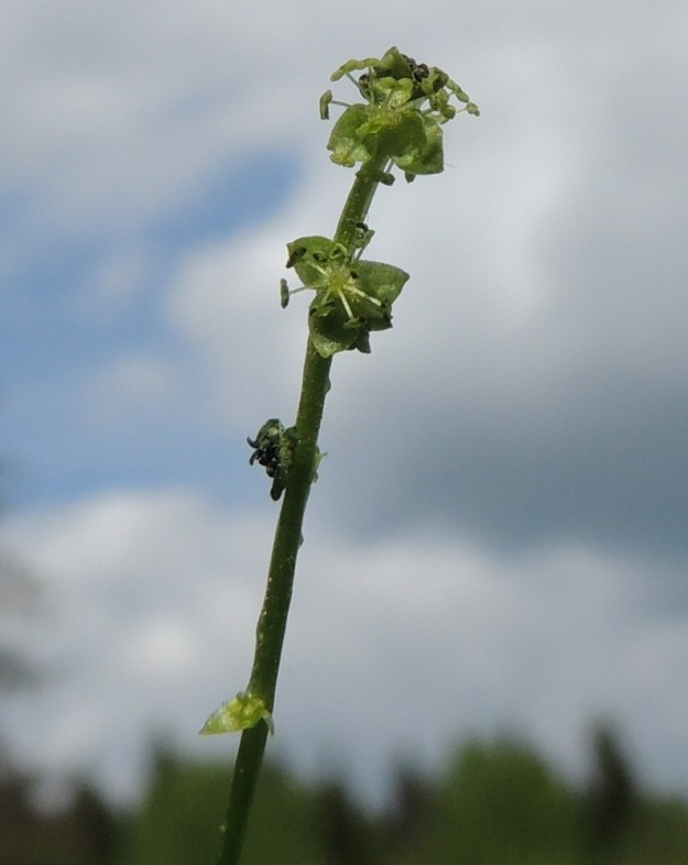 Mercurialis perennis - lehtosinijuuren hede- ja emikukkien kehä ei ole erilaistunut verhiöksi ja teriöksi. Kehä on kolmilehtinen. Kehälehdet ovat vihreät tai kellanvihreät, tyveltään yhdiskasvuiset ja kolmiomaiset tai pyöristyneesti leveän kolmiomaiset. Ne ovat tavallisesti noin 2 mm pitkät. U, Järvenpää, Keravanjoen itäpuoli, Lemmenlaakso, joen ranta ja lehtoinen rantametsä, 21.5.2016. Copyright Hannu Kämäräinen.