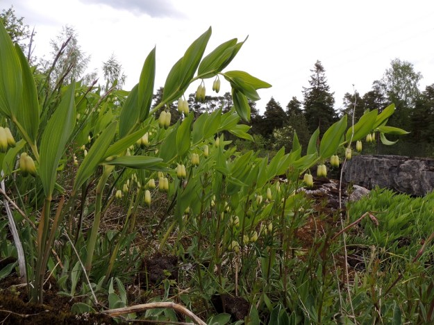 Polygonatum odoratum - kalliokielon kukintojen toista ääripäätä edustavat kuvassa olevat versot, jotka ilmeisesti ovat samaa kasvullisesti levittäytynyttä yksilöä. Lähes kaikissa lehtihangoissa on kukkapari, joilla on yhteinen mutta haarautunut perä. Varret ovat alhaalta asti särmikkäät eikä kukkakehissä ole vähäisintäkään kaventavaa kuroumaa, joten yksilössä ei ole risteymäperimää lehtokielolta, P. multiflorum. Kuvassa näkyvät hyvin myös varren alaosassa olevat tuppi- ja kalvomaiset alalehdet, jotka kesän edetessä lakastuvat ja karisevat pois. U, Sipoo, Kalkkiranta, Kalkkirannantien laitakallio aidatun louhosalueen vieressä, 21.5.2016. Copyright Hannu Kämäräinen.