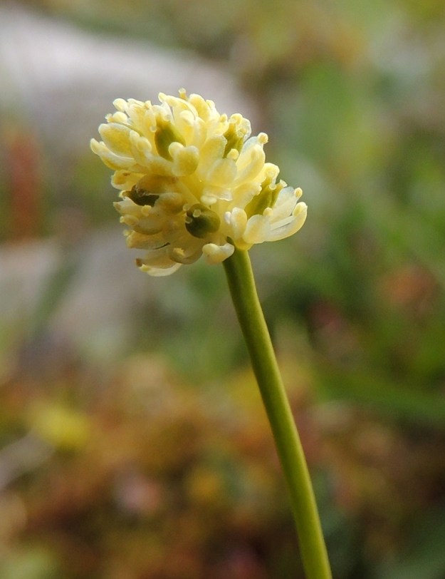 Tofieldia pusilla - pohjankarhunruohon kukassa on kuusi hedettä ja ne ovat hieman kehälehtiä pitemmät. Palhot ovat valkoiset ja tyvestään kehälehtiin kiinnittyneet. Ponnet ovat kellertävät. Emiö on vihreä, kolmilehtinen ja -vartaloinen sekä osittain yhdiskasvuinen. Luottipinnat ovat vaaleat. EnL, Enontekiö, Kilpisjärvi, Saana, luoteisrinteen tunturikangas lähellä lounaista pahtaseinämää, 735 m mpy, 17.7.2013. Copyright Hannu Kämäräinen.