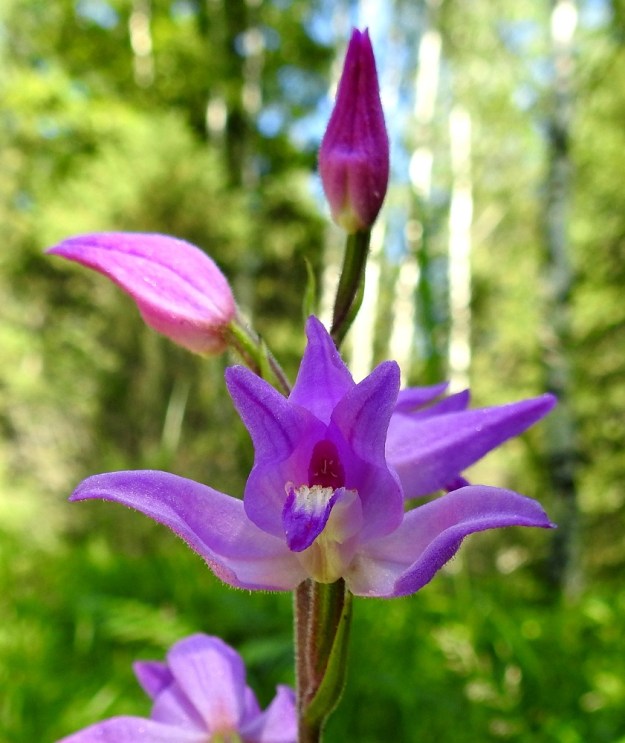 Cephalanthera rubra - punavalkun kukan väri voi vivahtaa myös vaaleaan sinipunaan, koska valaistus vaikuttaa aina väriaistimukseen. Huulen kärkiosa ja sen laidat ovat sinipunaiset ja huulen yläpinta harjuinen. Huulen tyvellä, kahden yläviiston kehälehden suojassa, on voimakkaan punainen siitintukku, jossa ylinnä on heteen ponsi ja sen alapuolella luottipinnat. Kukassa ei ole ollenkaan mettä. Pölytys perustuu huijaukseen, jolla jossain määrin kellomainen kukka houkuttelee ja erehdyttää kellokasvien pölytykseen erikoistuneita soukkomehiläisiä hyödyttömään medenhakuun. Tässä touhussa ne voivat saada siitepölymyhkyt liimautumaan itseensä ja edelleen toisiin kukkiin vietäviksi. V, Salo, 3.7.2021. Copyright Hannu Kämäräinen.