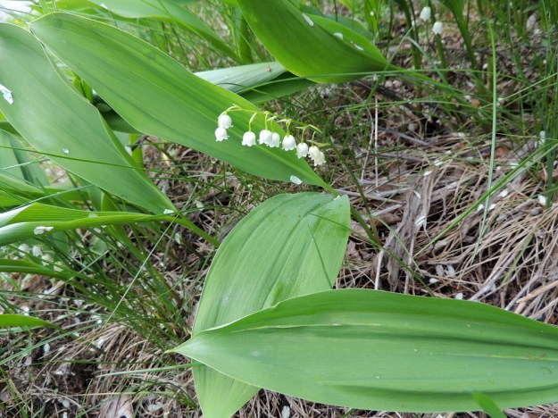 Convallaria majalis - (kello)kielon kukintovarsi on ohut ja kukintoineen noin 15-25 cm pitkä sekä yläosastaan usein nuokkuva. Lehtilavan muoto vaihtelee soikeasta suikeaan. Lapa on teräväkärkinen ja ehytlaitainen. Pituutta sillä on yleensä noin 10-20 cm ja leveyttä leveimmältä kohtaa noin 2-8 cm. EH, Hämeenlinna, Ahvenisto, harjualueen laita Ahvenistontien pohjoispuolella, 24.5.2013. Copyright Hannu Kämäräinen.