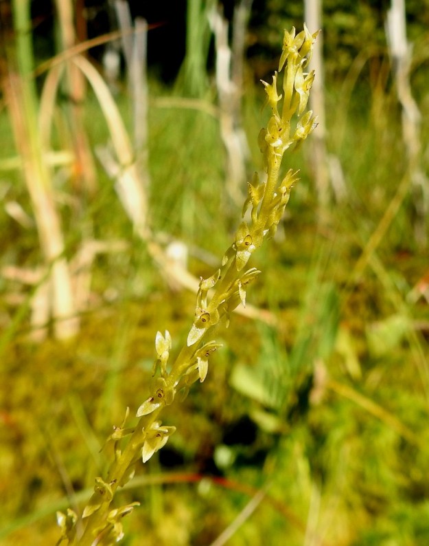 Hammarbya paludosa - suovalkun kukat ovat Suomen kämmekkälajiston pienimmästä päästä. Ne ovat vain noin 3-5 mm leveät ja noin 5-7 mm korkeat. Elokuun alussa tähkän ylimmätkin kukat ovat avoinna, mutta alemmissa kukissa ei näy kehitystä hedelmöinnin suuntaan. EH, Kangasala, Sahalahti, Isolahti, Mutajärvi-lammen rantaneva upottavan rimmen laidoilla, lähellä vesirajaa, 4.8.2021. Copyright Hannu Kämäräinen.