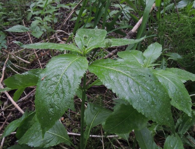 Mercurialis perennis - lehtosinijuuren varret ovat haarattomat. Emiyksilöiden kukkahaarat ovat hedekukintoja lyhyempiä, noin 1-4 cm pitkiä. U, Järvenpää, Keravanjoen itäpuoli, Lemmenlaakso, joen ranta ja lehtoinen rantametsä, 21.5.2016. Copyright Hannu Kämäräinen.