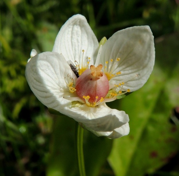 Parnassia palustris - suovilukon kukan emiö on yhdislehtinen ja pallomainen. Sen neljä luottipintaa lähtevät ilman selvää vartaloa sikiäimen pinnasta. Luottien kehityttyä heteet ovat jo menettäneet palhonsa. Näin ollen itsepölytyksen torjunta on sataprosenttinen. Kukissa pyörivät kärpäset ja pistiäiset hoitavat pölytyksen ja hakevat palkkiokseen mettä mesiäisinä toimivien joutoheteiden tyveltä. EnL, Enontekiö, Kilpisjärvi, retkeilykeskuksen ja leirintäalueen yläpuolinen tunturikoivikko, Saanan luoteisrinteelle vievän polun varsi, 520 m mpy, 16.7.2013. Copyright Hannu Kämäräinen.