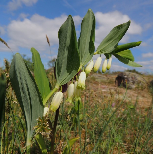 Polygonatum odoratum - kalliokielon yleisempi kukintatapa on, että yksittäisten kukkien joukossa on enintään pari kaksikukkaista lehtihankaa. Lavalliset lehdet ovat tupettomia ja lähes tai aivan ruodittomia. Lehtilapa on poimuton, vaikka alkukesästä laita voikin olla hieman alaspäin kiertynyt. Se on soikea tai kapeanpuikea. Lehtilaita on ehyt ja kärki suippo sekä terävä- tai kuvan tavoin tylppäpäinen. Lehti on silposuoninen, päältä vihreä ja alta sinivihreä. Alapinnalla suonet ovat koholla. Pituutta lehtilavalla on pienempiä kärkilehtiä lukuun ottamatta tavallisesti noin 5-11 cm ja leveyttä leveimmältä kohtaa noin 1,5-3,5 cm. A, Lemland, Styrsön ja Nåtön välinen Rödgrundet, jonka maantie lävistää, kallioketo, 27.5.2013. Copyright Hannu Kämäräinen.