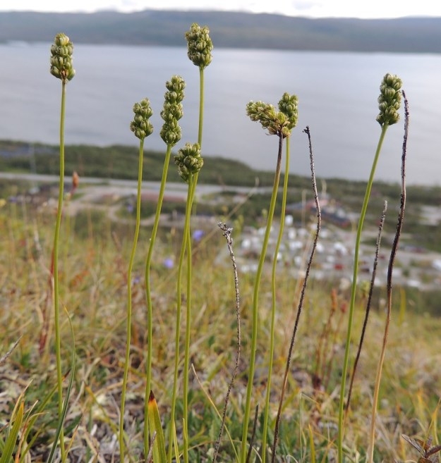 Tofieldia pusilla - pohjankarhunruoho yleensä kasvaa lisäpituutta siirtyessään kohti hedelmävaihetta. Tällöin se on enimmillään noin 20 cm pitkä. Kukintojen yleisväri on tässä vaiheessa aika vihreä. EnL, Enontekiö, Kilpisjärvi, Saanan lounaisrinne, ensimmäisen, matalan kallioseinämän yläpuolinen, avokallio- ja tunturikangasrinne retkeilykeskuksen ja leirintäalueen kohdalla, luonnonsuojelualue, 620 m mpy, 16.7.2013. Copyright Hannu Kämäräinen.