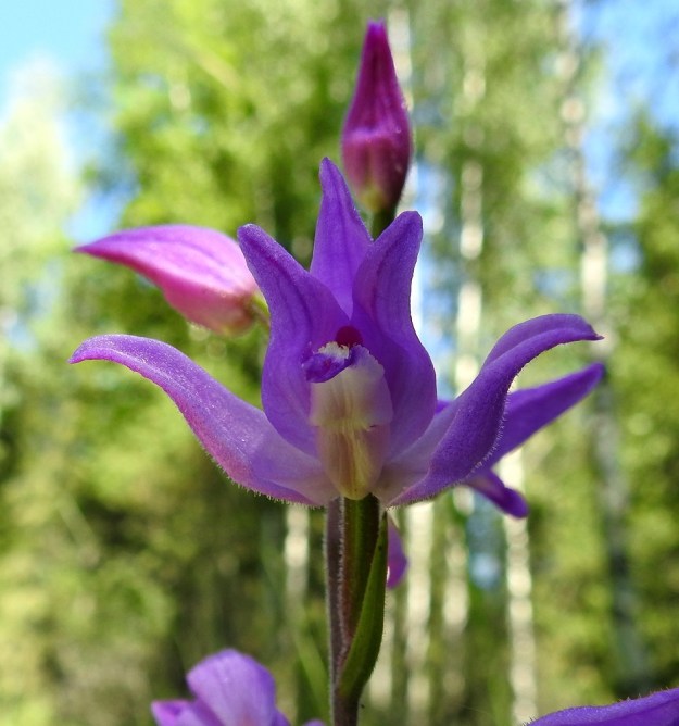 Cephalanthera rubra - punavalkun kukan huuli on kannukseton ja noin 10-15 mm pitkä. Se on kuroutunut keskeltä tyvi- ja kärkiosaksi. Huulen alapuoli on tasaisen valkoisehko. V, Salo, 3.7.2021. Copyright Hannu Kämäräinen.