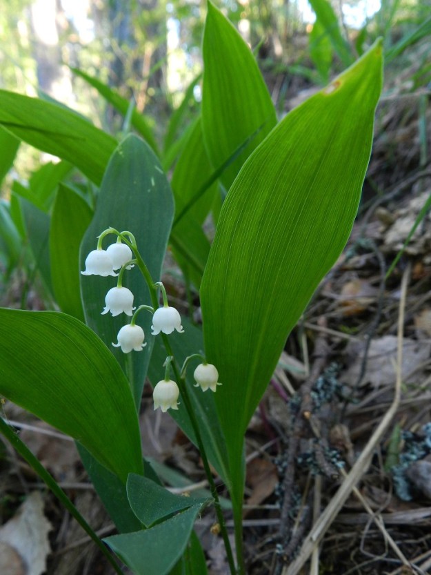 Convallaria majalis - (kello)kielon kukat ovat valkoiset, nuokkuvat ja kellomaiset sekä hyvätuoksuiset mutta medettömät. Lehdet ovat tiheästi silposuoniset. EH, Hämeenlinna, Kankaantausta, Nuppola, Luolajanharju, 7.6.2011. Kuva Hannu Kämäräinen.