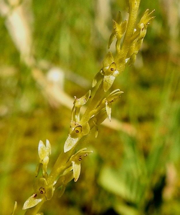 Hammarbya paludosa - suovalkun kuvan yksilössä huuli ja muut kehälehdet alkavat jo rapistua, mutta siitepölymyhkyt ovat ruskeiksi kuivuneina yhä paikoillaan. Kasvupaikalla, josta kuvasarja on, suovalkut kuihtuivat ilman ainoatakaan siemenkotaa. Lähdekirjallisuuden mukaan siemenkotia pitäisi kehittyä hyvin. Kuitenkaan netin kuvahaulla ei runsaskotaisia kuvia näytä löytyvän. EH, Kangasala, Sahalahti, Isolahti, Mutajärvi-lammen rantaneva upottavan rimmen laidoilla, lähellä vesirajaa, 4.8.2021. Copyright Hannu Kämäräinen.