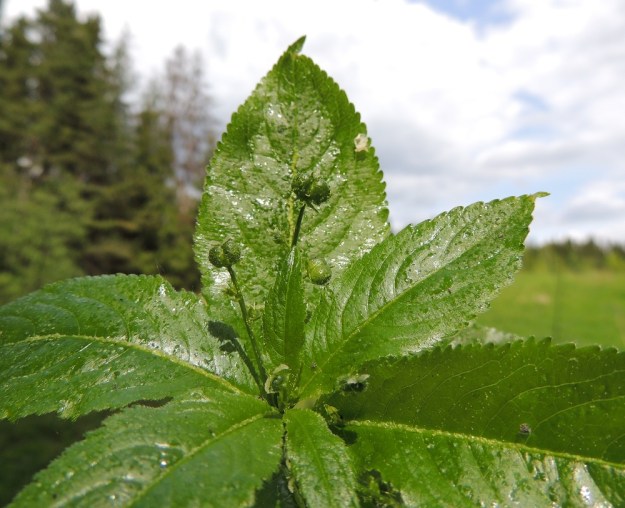 Mercurialis perennis - lehtosinijuuren emikukintohaarojen kärkikukka kehittyy ensimmäisenä. Se voi jäädä ainokaiseksi, mutta aika usein ainakin jotkut haarat kasvavat lisäpituutta ja kotavaiheeseen kypsyvän kärkikukan alapuolelle kehittyy vielä yksi tai kaksi lisäkukkaa. U, Järvenpää, Keravanjoen itäpuoli, Lemmenlaakso, joen ranta ja lehtoinen rantametsä, 21.5.2016. Copyright Hannu Kämäräinen.