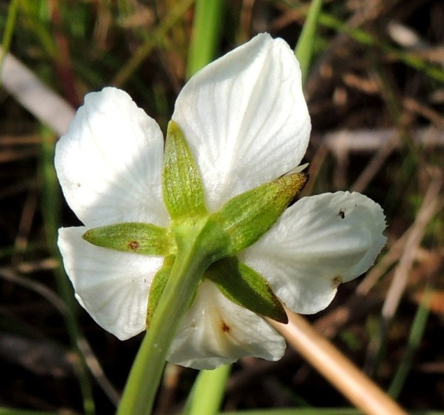 Parnassia palustris - suovilukon verhiö on viisilehtinen. Verholehdet ovat kapeansoikeat tai -puikeat, suippokärkiset ja yleensä noin 5 mm pitkät sekä leveimmältä kohtaa noin 1,5-2 mm leveät. OP, Oulu, Oulunsalo, Pajuniemi, Riuttu, merenrantaniitty Hailuodon lauttarannan lähellä, 17.7.2015. Copyright Hannu Kämäräinen.