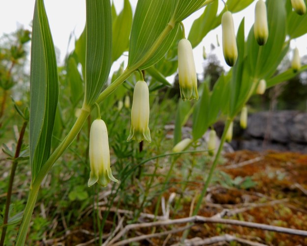 Polygonatum odoratum - kalliokielon kukat ovat nuokkuvat ja valkoiset mutta erityisesti kärjestään vihertävät tai kellanvihreät sekä torvimaiset ja tieteellisen nimensä mukaisesti tuoksuvat. Kukan näkyvin osa muodostuu yhdislehtisestä, kuusisuonisesta ja kärjestään kuusiliuskaisesta kehästä, joka on tavallisesti noin 15-25 mm pitkä ja noin 4-8 mm leveä. Kehätorven sivut ovat ennen kuihtumisvaihetta tasaiset ja ilman kaventavaa kuroumaa. U, Sipoo, Kalkkiranta, Kalkkirannantien laitakallio aidatun louhosalueen vieressä, 21.5.2016. Copyright Hannu Kämäräinen.