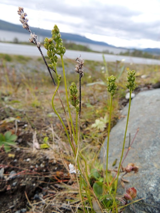 Tofieldia pusilla - pohjankarhunruohon hedelmävarret jäävät kuivuneina törröttämään talven yli. Niitä voi kuvan kasvuston tavoin olla jäljellä vielä silloinkin, kun uuden kasvukauden varret siirtyvät kotavaiheeseen. EnL, Enontekiö, Kilpisjärvi, Saanan lounainen alarinne Käsivarrentien laidassa, lettosuon reunan valuvetinen kivikkorinne, 485 m mpy, 16.7.2013. Copyright Hannu Kämäräinen.