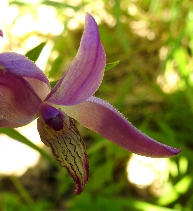 Cephalanthera rubra - punavalkun kukan huulen kärkiosa on kolmiomaisen suippo ja noin 6-8 mm pitkä. Yläpinnan pohjaväri on valkoinen. Siinä on 7-9 hieman mutkittelevaa pitkittäisharjua, joiden terävä laki on yleensä punertava tai kellanruskea. V, Salo, 3.7.2021. Copyright Hannu Kämäräinen.