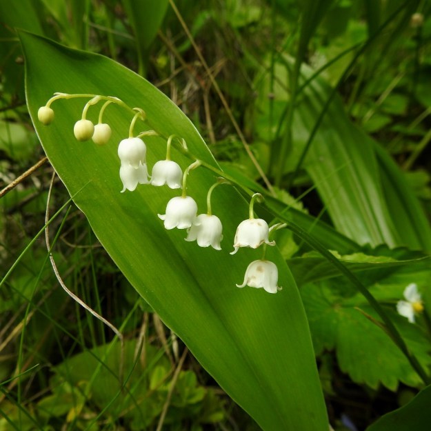 Convallaria majalis - (kello)kielon kukinto on toispuolinen ja tavallisesti 6-12-kukkainen terttu. Kukkaperä on kaareva ja noin 6-15 mm pitkä. EH, Hämeenlinna, Vuorentaka Kurala, Lakeentien päästä lähtevän metsä- ja peltotien laide, 1.6.2019. Copyright Hannu Kämäräinen.