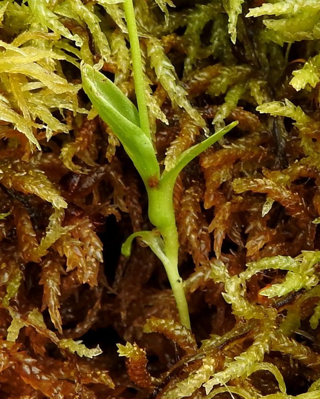 Hammarbya paludosa - suovalkun tyvellä on allekkain muutama mukulamainen paksunnos, joista kuluvan kasvukauden paksunnos on ylimpänä. Laji on sammaleiseen kasvualustaansa vain löyhästi kiinnittynyt mukulaketjunsa avulla ja on lähes juureton. Varren tyvellä on yleisimmin kaksi, toisinaan yksi tai kolme ja harvoin neljäkin tupellista lehteä. Tupet ympäröivät tyvipaksunnosta. Joku lehdistä voi kuvan yksilön tavoin olla myös mukulan alapuolella. EH, Kangasala, Sahalahti, Isolahti, Mutajärvi-lammen rantaneva upottavan rimmen laidoilla, lähellä vesirajaa, 9.7.2021. Copyright Hannu Kämäräinen.
