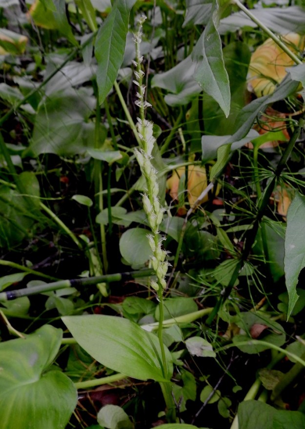 Malaxis monophyllos - sääskenvalkun pääpölyttäjinä ovat todennäköisesti hyttyset ja pikkukärpäset. Tähän viittaa myös lajin suomalainen nimi. Pölyttäjien puuttuessa myös itsepölytys onnistuu. Tästä johtunee, että kukintotähkiin kehittyy usein paljon siemenkotia. Kuvan versossa vain tähkän latvasta ne puuttuvat. U, Vantaa, 27.6.2021. Copyright Hannu Kämäräinen.
