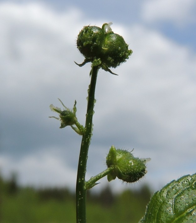 Mercurialis perennis - lehtosinijuuren kukkien tukilehti on kapea ja noin 1-2 mm pitkä. Emikukan sikiäin on vihreä, noin 1,5 mm pitkä, pullea ja karvainen. Sen tyvellä on kaksi rihmamaisen kapeaa ja noin 3 mm pitkää liuskaa. Sikiäimen kärjessä on ilman vartaloa kaksi luottia. Kota on pyöreämuotoinen, kaksilokeroinen ja karvainen. Se on noin 5 mm pitkä ja noin 7 mm leveä. Kummassakin lokerossa on yksi siemen. Kuvassa haaran latvassa, kehittyvän kodan pinnalla, on runsaasti kirvoja ja niiden eritekertymiä on pitkin kukintohaaraa ja kukkaperiä. U, Järvenpää, Keravanjoen itäpuoli, Lemmenlaakso, joen ranta ja lehtoinen rantametsä, 21.5.2016. Copyright Hannu Kämäräinen.