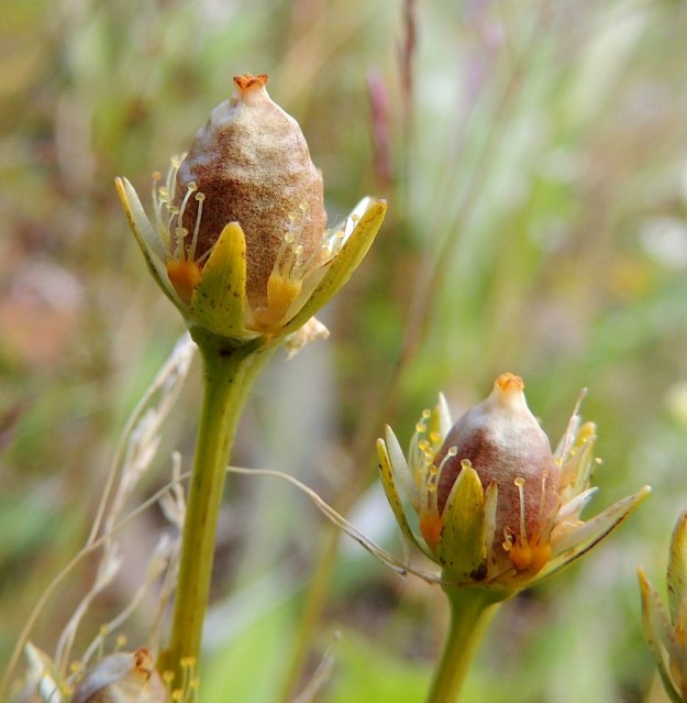 Parnassia palustris - suovilukon kota on leveänsoikea tai munanmuotoinen ja ruskeahko. Se on tavallisesti noin 10-12 mm pitkä ja noin 6-7 mm paksu. Kota avautuu neliliuskaisesti. EnL, Enontekiö, Kilpisjärvi, Saanan lounainen alarinne Käsivarrentien laidassa, lettosuon reunan valuvetinen kivikkorinne, 485 m mpy, 16.7.2013. Copyright Hannu Kämäräinen.