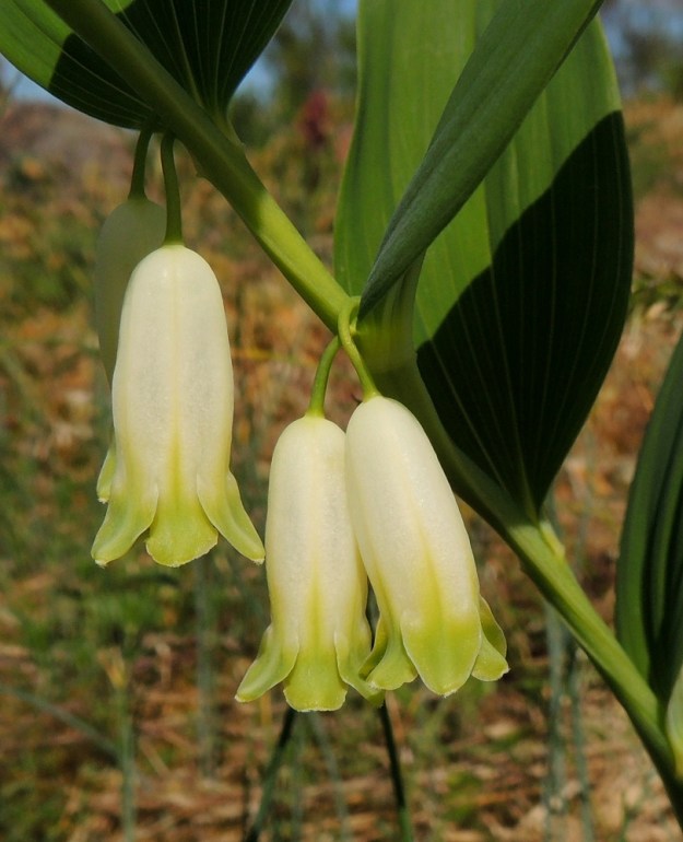 Polygonatum odoratum - kalliokielon kukkakehän kärkiliuskat ovat pyöreähköt tai pyöreän kolmiomaiset ja hieman ulospäin kaartuvat. Niiden reuna on vaalea ja nukkainen. Liuskojen osuus kehän pituudesta on noin 4-6 mm. Parillisissa kukissa toisinaan niiden perät ovat kuvan tavoin erilliset lehtihankaan saakka. A, Lemland, Styrsön ja Nåtön välinen Rödgrundet, jonka maantie lävistää, kallioketo, 27.5.2013. Copyright Hannu Kämäräinen.