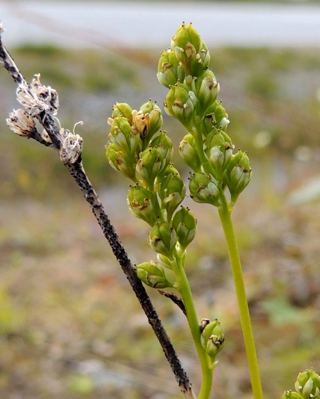 Tofieldia pusilla - pohjankarhunruohon kukat ovat tukilehdellisiä. Tukilehdet ovat kellanvalkoiset, syvään kolmiliuskaiset ja vain noin 0,5 mm pitkät. Kukkaperä on noin 1-1,5 mm pitkä. Kohti kotavaihetta kehittyvissä kukissa huomaa helposti kehän kolmilehtisen kiehkuraisuuden. EnL, Enontekiö, Kilpisjärvi, Saanan lounainen alarinne Käsivarrentien laidassa, lettosuon reunan valuvetinen kivikkorinne, 485 m mpy, 16.7.2013. Copyright Hannu Kämäräinen.