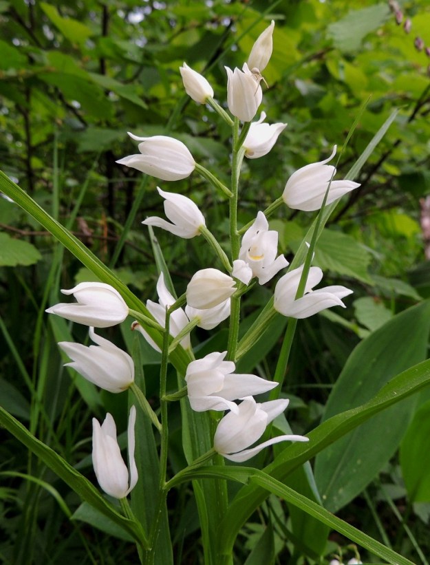 Cephalanthera longifolia - miekkavalkun puhtaanvalkoiset kukat ovat usein kellomaiset, koska osa niistä ei avaudu kokonaan. Kukkaravukki, Misumena vatia (toiseksi ylimmäinen kukka), vartoilee medettömiin ja ainakin ihmisnenän mukaan tuoksuttomiin kukkiin harhautuvia kärpäsiä ja muita pienempiä hyönteisiä. A, Lemland, 11.6.2014. Copyright Hannu Kämäräinen.