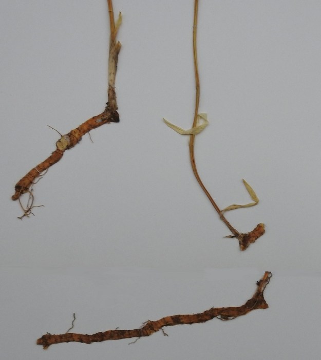 Polygonatum odoratum - kalliokielon juurakko on lähes tai aivan vaakasuora, pitkä ja paksu. Näytekuvassa näkyvät myös varren alaosan tuppi- ja kalvomaiset, lavattomat lehdet, jotka kesän edetessä kuihtuvat ja kuoriutuvat pois. EH, Hämeenlinna, Loimalahti, Tervaniemi, Saunalahdelle johtavan metsätien varsi, 13.6.1993. Kuva näytteestä, copyright Hannu Kämäräinen.