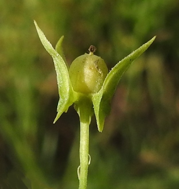 Viola arvensis - pelto-orvokin kota on munanmuotoinen tai kuvan tavoin lähes pallomainen ja kalju. Se on tavallisesti noin 5-7 mm pitkä ja noin 4-5 mm paksu. Kota avautuu kolmiliuskaisesti alas asti. EH, Hämeenlinna, Aulanko, Aulangontien ja Vanajaveden välinen peltokaista, 5.9.2021. Copyright Hannu Kämäräinen.