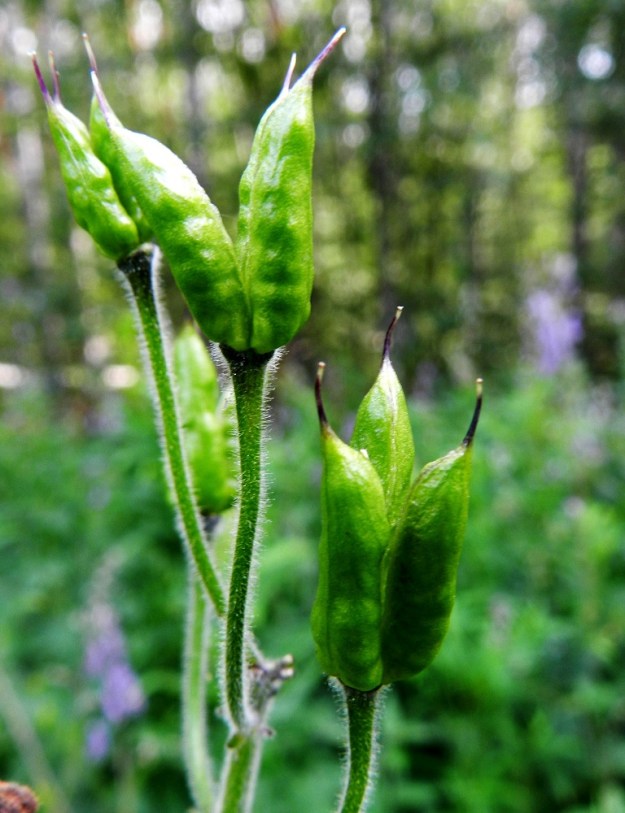 Aconitum lycoctonum subsp. septentrionale - hukanukonhatun subsp. lehtoukonhatun hedelmät ovat monisiemenisiä, pystyjä, suoria tai kaarevia ja palkomaisia tuppiloita, jotka ovat tavallisesti noin 11-17 mm pitkiä. Niiden kärjessä on lisäksi kapea, noin 3-5 mm pitkä ota. 11.7.2011. Copyright Hannu Kämäräinen.