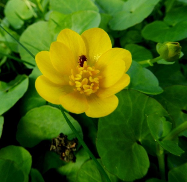 Ficaria verna (Ranunculus ficaria) - mukulaleinikin terälehdet erittävät tyviosastaan mettä, jota hyönteiset mielellään tavoittelevat ja samalla pölyttävät kukan. Kehitys on kuitenkin johtanut siihen, että hyvästä pölytystuloksestakaan ei ole juurikaan hyötyä. EH, Hattula, Lepaa, Lepaantien laitaniitty, 15.5.2012. Copyright Hannu Kämäräinen.