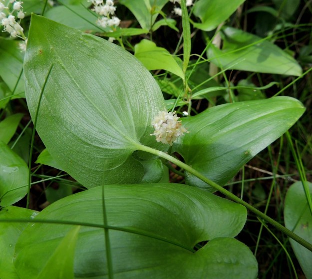 Maianthemum bifolium - (metsä)oravanmarjan aluslehtien ruoti on yleensä noin 7-15 cm pitkä, ohut ja yleensä muuten kalju mutta yläosastaan usein karvainen. Kaikki lehdet ovat silposuonisia, päältä kaljuja ja alta enemmän tai vähemmän karvaisia. U, Hyvinkää, lounaiskulma, Hangonväylältä (tie 25) lähtevän Kalkkivuorentien laita, metsämaasto, 21.6.2015. Copyright Hannu Kämäräinen.