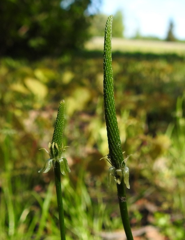 Myosurus minimus - (hento)hiirenhännän kukkapohjus on hedelmävaiheessa jopa 5 cm pitkä ja noin 3 mm paksu. Se on pysty, jäykkä ja tiiviin tähkämäinen sekä pitkään säilyvä. EH, Hattula, Sattula, Kukkola, herukkatarhan laide, 29.5.2021. Copyright Hannu Kämäräinen.