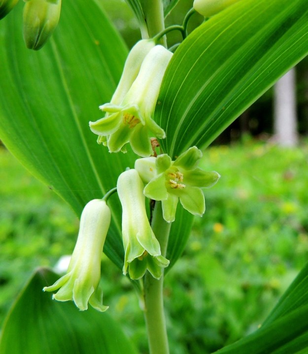 Polygonatum multiflorum - lehtokielon kukan kärkiliuskat ovat molemmin puolin vihreät tai kellanvihreät. Ne ovat pyöreähköt tai pyöreän kolmiomaiset ja niiden reuna on vaalea ja nukkainen. Liuskojen osuus kehän koko pituudesta on noin 3-4 mm. Heteitä on kuusi ja niiden ponnet ovat keltaiset ja noin 2 mm pitkät. Emi on yksivartaloinen ja -luottinen. Liuskaton, vaalea luotti näkyy juuri ja juuri oikeanpuoleisessa kukassa ponsien keskeltä. A, Jomala, Ramsholm, luonnonsuojelualue, niemen eteläosa, läntinen rantaniitty, 29.5.2013. Copyright Hannu Kämäräinen.