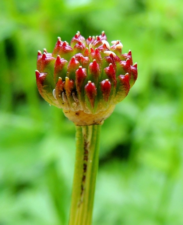 Trollius europaeus - (niitty)kulleron emilehdet eivät aina saa häiriöttä kehittyä tuppilohedelmiksi. Kullerokärpänen, Chiastochaeta trollii, kukkia pölyttäessään myös munii emilehtiin ja toukat nakertelevat niitä ravinnokseen. Lajien välillä vallitsee kuitenkin win-win-tilanne, sillä kärpäsentoukat vain verottavat satoa eivätkä tuhoa sitä kokonaan. Kuvassa etualalla näkyy kolme tyhjentynyttä kehtoa ja taustalla häärii neljä jo pulskistunutta toukkaa. Ks, Kuusamo, Liikasenvaara, kylän läpi vievän tien laitaniitty, 14.7.2015. Copyright Hannu Kämäräinen.