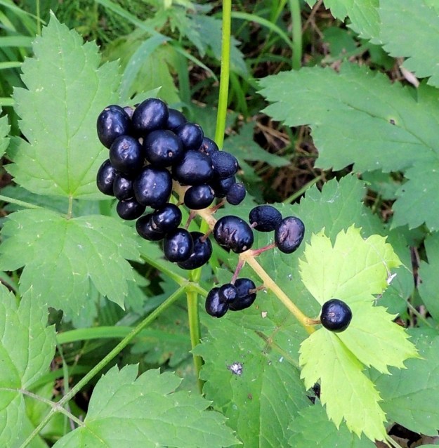 Actaea spicata - mustakonnanmarjan marjova terttu on yleensä pitkänpyöreä. Myös marjat ovat pitkänpyöreitä tai pyöreähköjä ja kypsänä mustia. Marja on tavallisesti noin 12-14 mm pitkä. Siemeniä siinä on 8-14. EH, Hämeenlinna, Aulanko, Aulangonjärven länsiranta, lehtometsä, 28.7.2013. Copyright Hannu Kämäräinen.