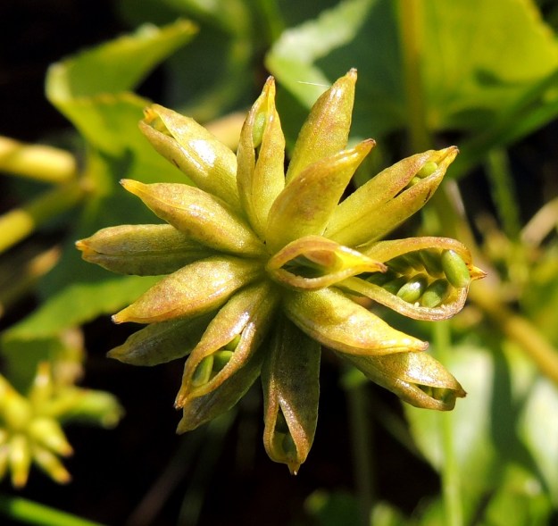 Caltha palustris subsp. palustris - (luhta)rentukan subsp. rantarentukan hedelmät ovat monisiemenisiä, siirottavia ja palkomaisia tuppiloita, jotka ovat tavallisesti noin 10-15 mm pitkiä. Siemenet ovat tuppilossa kahdessa lomittaisessa rivissä. Siemen on lähinnä soikea, kypsänä ruskea ja noin 2-2,5 mm pitkä. PeP, Keminmaa, Laurila, Kemijoki, Isohaara, joen luoteisranta voimalaitoksen alapuolella, 16.7.2015. Copyright Hannu Kämäräinen.