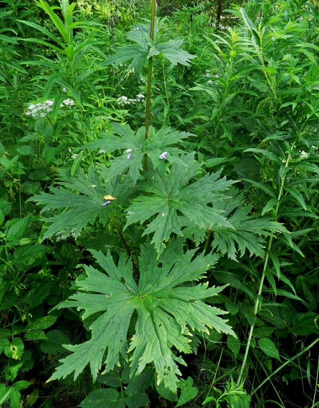 Aconitum lycoctonum subsp. septentrionale - hukanukonhatun subsp. lehtoukonhatun alemmat varsilehdet ovat ylöspäin lyheten ruodillisia ja ylimmät ruodittomia. Niiden lapa on tyvilehtien kaltainen mutta tavallisesti noin 8-30 cm leveä ja syvempään 3-7-jakoinen. 11.7.2011. Copyright Hannu Kämäräinen.