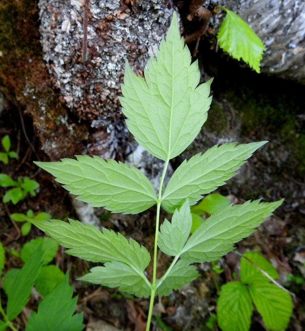 Actaea erythrocarpa - punakonnanmarjan lehdykät ovat alapuoleltaan kohosuonisia ja vaalean sinertävänvihreitä. Yksittäiset lehdykät ovat perättömiä tai perällisiä ja enimmäkseen noin 2-7 cm pitkiä sekä leveimmältä kohtaa noin 1-3 cm leveitä paitsi päätölehdykät, jotka ovat leveimmältä kohtaa yleensä noin 3-5 cm leveitä. Ks, Kuusamo, Käylä, Oulangan kansallispuisto, Oulankajoen eteläpuolen rantametsä luontokeskuksesta Kiutakönkäälle vievän polun yläpuolella, 14.6.2019. Copyright Hannu Kämäräinen.