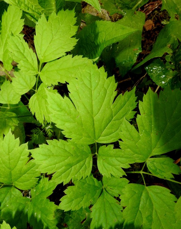 Actaea spicata - mustakonnanmarjan lehdykät ovat soikeita, puikeita tai leveänpuikeita ja tyveltään kiila- tai tylppätyvisiä. Kärki on lyhyesti leveän suippo tai tylpähkö ja laidat iso- ja terävähampaisia. Päätölehdykkä on tavallisesti muita kookkaampi ja leveämpi sekä kolmiliuskainen. Keskiliuska on jonkin verran muita pitempi. EH, Kouvola, Kuusankoski, Lamminrannan ja Kasakkakallion välissä oleva Savonsuon vanha, peitetty teollisuuskaatopaikka-alue, joka laidoiltaan metsittynyt ja lehtoinen, 11.6.2017. Copyright Hannu Kämäräinen.
