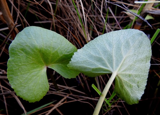 Caltha palustris subsp. palustris - (luhta)rentukan subsp. rantarentukan lehtilapa on melkein pyöreä tai munuaismainen ja sen tyvilovi on syvä ja kapea tai matala ja leveä. Lapa on vihreä, hieman kiiltävä, kourasuoninen ja samalla myös verkkosuoninen. Sen laita on nyhäinen, nirhainen, tai matalasti hampainen sekä toisinaan ehyehkö. Aluslehtien (kuvassa) lavan koko on kukintavaiheessa yleensä 3-10 cm kanttiinsa. OP, Oulu, Haukipudas, Martinniemi, Kilpukkaperä, Villenniemen pohjoispuolinen merenrantaniitty, 13.6.2019. Copyright Hannu Kämäräinen.