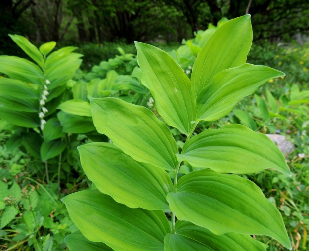 Polygonatum multiflorum - lehtokielon lehtilapa on päältä vihreä, laidoiltaan poimuinen ja soikea tai soikean puikea. Lehtilaita on ehyt ja kärki suippo sekä päästään tylpähkö. Pituutta lehtilavalla on tavallisesti noin 7-13 cm ja leveyttä leveimmältä kohtaa noin 2-4 cm. A, Jomala, Ramsholm, luonnonsuojelualue, niemen keskiosa, läntinen rantaniitty, 29.5.2013. Copyright Hannu Kämäräinen.