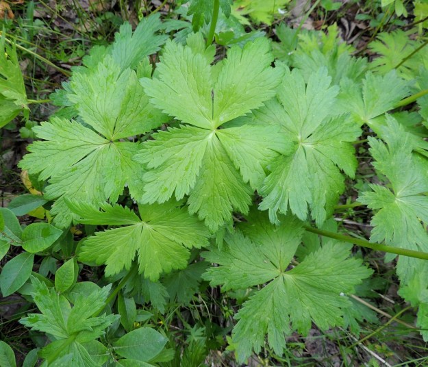 Trollius europaeus - (niitty)kulleron tyvilehtien lapa on lähes vaakatasoinen, usein pyöreähkö ja viisiosaisesti tai -jakoisesti liuskainen. Liuskat ovat epäsäännöllisesti 3-6-halkoiset ja lisäksi hampaiset. Lavalla on tavallisesti leveyttä noin 7-15 cm ja pituutta hieman leveyttä vähemmän. Ks, Kuusamo, Liikasenvaara, kylän läpi vievän tien laitaniitty, 14.7.2015. Copyright Hannu Kämäräinen.